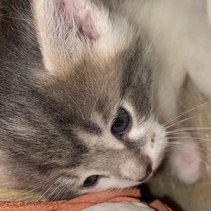 Meet your Posher, Libby